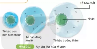 Quan sát hình 20.1 và trả lời các câu hỏi Cau Hoi 1 Trang 70 Bai 20 Khoa Hoc Tu Nhien Lop 6 Ket Noi 1