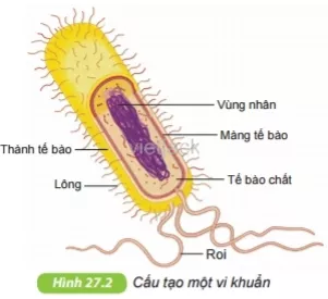 Quan sát hình 27.2, trình bày cấu tạo của tế bào vi khuẩn. Vì sao nói vi khuẩn Cau Hoi 1 Trang 93 Bai 27 Khoa Hoc Tu Nhien Lop 6 Ket Noi 1