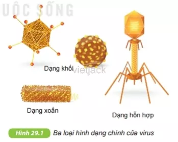 Quan sát hình 29.1, em có nhận xét gì về hình dạng của virus Cau Hoi 1 Trang 98 Bai 29 Khoa Hoc Tu Nhien Lop 6 Ket Noi 1