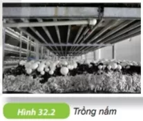 Một số nấm được trồng làm thực phẩm (hình 32.2). Trong kĩ thuật trồng nấm Cau Hoi 2 Trang 109 Bai 32 Khoa Hoc Tu Nhien Lop 6 Ket Noi 1