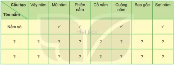 Dựa trên kết quả quan sát các thành phần cấu tạo của mỗi mẫu nấm đã chuẩn bị Cau Hoi 2 Trang 114 Bai 33 Khoa Hoc Tu Nhien Lop 6 Ket Noi 1