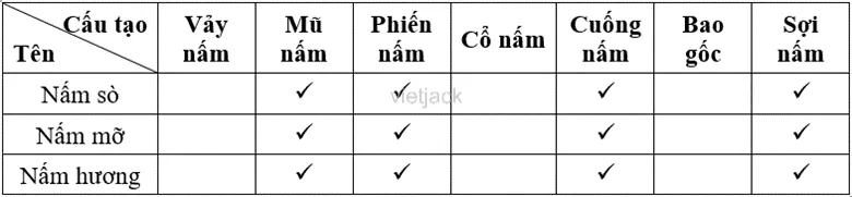 Dựa trên kết quả quan sát các thành phần cấu tạo của mỗi mẫu nấm đã chuẩn bị Cau Hoi 2 Trang 114 Bai 33 Khoa Hoc Tu Nhien Lop 6 Ket Noi 2