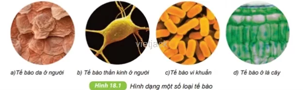 Quan sát hình 18.1, nêu nhận xét về hình dạng tế bào Cau Hoi 2 Trang 64 Bai 18 Khoa Hoc Tu Nhien Lop 6 Ket Noi 1