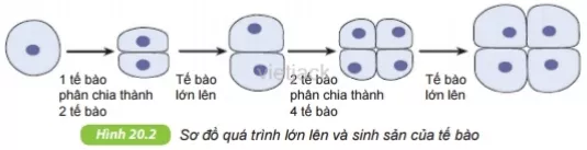 Quan sát hình 20.1 và 20.2 để trả lời các câu hỏi sau Cau Hoi 2 Trang 70 Bai 20 Khoa Hoc Tu Nhien Lop 6 Ket Noi 2