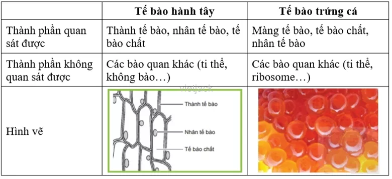 Dựa vào hình ảnh quan sát được, em hãy nêu các thành phần của mỗi loại tế bào rồi hoàn thành  Cau Hoi 2 Trang 74 Bai 21 Khoa Hoc Tu Nhien Lop 6 Ket Noi 2