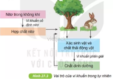 Quan sát hình 27.3, nêu vai trò của vi khuẩn trong tự nhiên Cau Hoi 2 Trang 93 Bai 27 Khoa Hoc Tu Nhien Lop 6 Ket Noi 1