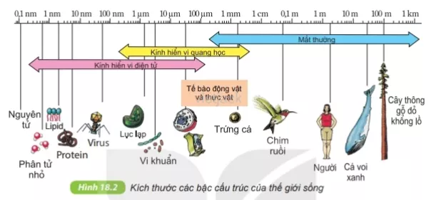 Quan sát kích thước tế bào vi khuẩn, tế bào động vật và thực vật trong hình 18.2 Cau Hoi 3 Trang 65 Bai 18 Khoa Hoc Tu Nhien Lop 6 Ket Noi 1