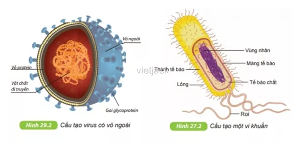 Quan sát hình 29.2 và hình 27.2 (bài 27 – chương VII), hãy phân biệt vi khuẩn và virus Cau Hoi 3 Trang 99 Bai 29 Khoa Hoc Tu Nhien Lop 6 Ket Noi 1