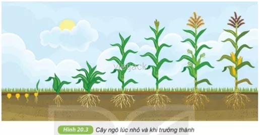 Quan sát hình 20.3 – 20.4, thảo luận và trả lời câu hỏi Cau Hoi 4 Trang 71 Bai 20 Khoa Hoc Tu Nhien Lop 6 Ket Noi 1