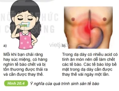 Quan sát hình 20.3 – 20.4, thảo luận và trả lời câu hỏi Cau Hoi 4 Trang 71 Bai 20 Khoa Hoc Tu Nhien Lop 6 Ket Noi 2