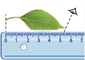 Một học sinh tiến hành đo chiều dài của một chiếc lá như trong hình 5.3. Em hãy phân tích Cau Hoi 5 Trang 18 Bai 5 Khoa Hoc Tu Nhien Lop 6 Ket Noi 1