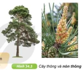 Quan sát hình 34.5, hãy nêu đặc điểm giúp em nhận biết được cây thông là cây hạt trần Cau Hoi 6 Trang 118 Bai 34 Khoa Hoc Tu Nhien Lop 6 Ket Noi 1