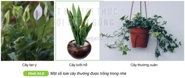 Đọc thông tin trên và quan sát hình 34.8, cho biết việc trồng cây trong nhà có tác dụng gì Cau Hoi 8 Trang 119 Bai 34 Khoa Hoc Tu Nhien Lop 6 Ket Noi 1