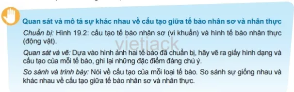 Quan sát và mô tả sự khác nhau về cấu tạo giữa tế bào nhân sơ và nhân thực Hoat Dong 1 Trang 68 Bai 19 Khoa Hoc Tu Nhien Lop 6 Ket Noi 1