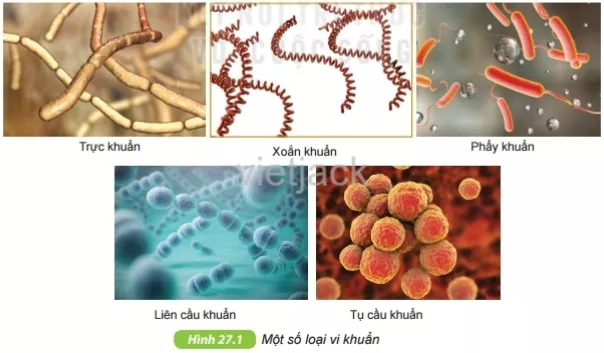 Quan sát hình 27.1, nhận xét về hình dạng của các loài vi khuẩn, dựa vào hình dạng Hoat Dong 1 Trang 92 Bai 27 Khoa Hoc Tu Nhien Lop 6 Ket Noi 1