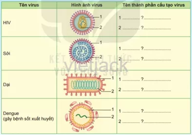 Dựa trên hình dạng và cấu tạo của virus mà em đã học, quan sát và nêu tên các thành phần Hoat Dong 1 Trang 99 Bai 29 Khoa Hoc Tu Nhien Lop 6 Ket Noi 1