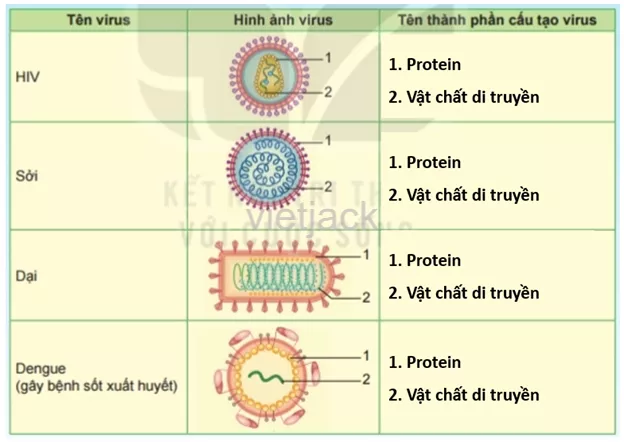 Dựa trên hình dạng và cấu tạo của virus mà em đã học, quan sát và nêu tên các thành phần Hoat Dong 1 Trang 99 Bai 29 Khoa Hoc Tu Nhien Lop 6 Ket Noi 2