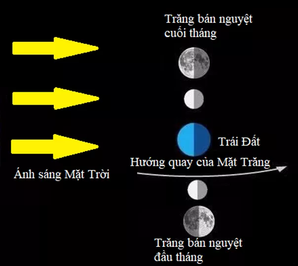 Vẽ một sơ đồ cho thấy vị trí của Mặt Trời, Mặt Trăng và Trái Đất khi ta quan sát thấy bán nguyệt Hoat Dong 2 Trang 186 Bai 53 Khoa Hoc Tu Nhien Lop 6 Ket Noi 1