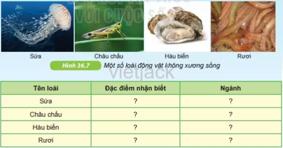 Dựa vào câu trả lời ở câu 1, hãy quan sát hình 36.7 và hoàn thành bảng theo mẫu sau vào vở Hoat Dong 3 Trang 127 Bai 36 Khoa Hoc Tu Nhien Lop 6 Ket Noi 1