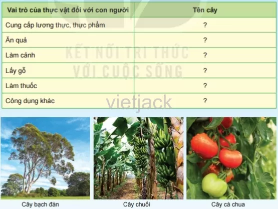 Quan sát hình 34.12 và hoàn thành bảng theo mẫu sau. Có thể viết thêm các cây mà em biết Hoat Dong 4 Trang 121 Bai 34 Khoa Hoc Tu Nhien Lop 6 Ket Noi 1