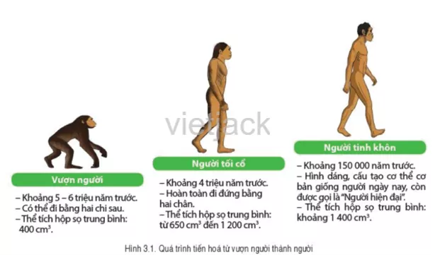 Quan sát sơ đồ hình 3.1 và cho biết quá trình tiến hóa từ vượn thành người Cau Hoi 1 Trang 14 Lich Su Lop 6 Canh Dieu