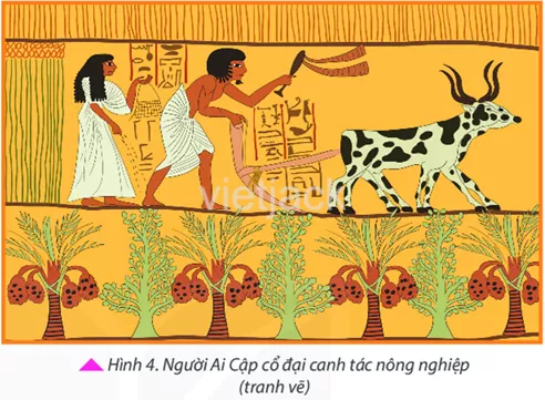 Hình 4 cho em biết điều gì về sản xuất nông nghiệp của người Ai Cập cổ đại Cau Hoi 2 Trang 31 Lich Su Lop 6 Ket Noi Tri Thuc 1