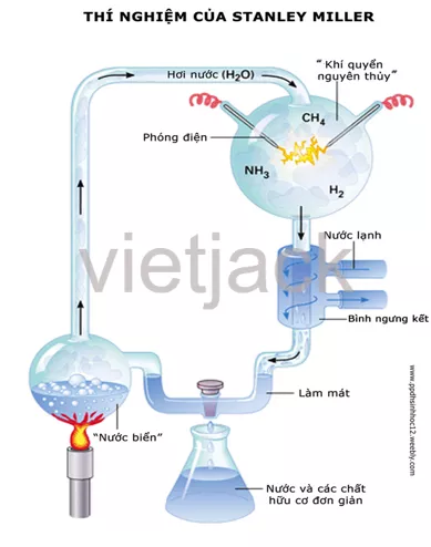 Soạn bài Sinh vật trên Trái Đất được hình thành như thế nào - Hay nhất Ngữ văn lớp 6 - Kết nối tri thức Sinh Vat Tren Trai Dat Duoc Hinh Thanh Nhu The Nao