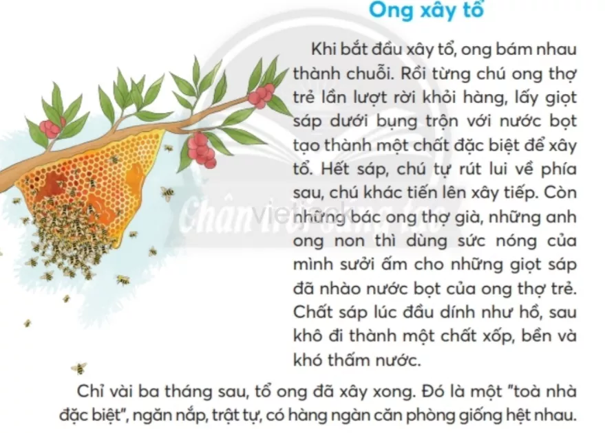 Tiếng Việt lớp 2 Bài 2: Ong xây tổ trang 45, 46, 47, 48, 49 - Chân trời Bai 2 Ong Xay To 2