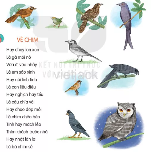 Sách Giải]✓ Đọc thêm: Các loài chim Trang 39 - 40 - Sách Giải - Học trực tuyến cùng Sachgiaibaitap.com