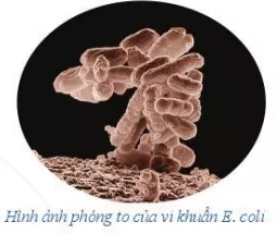 Vi khuẩn E.coli trong điều kiện nuôi cấy thích hợp cứ 20 phút lại phân đôi một lần Cau Hoi Khoi Dong Trang 22 Toan Lop 6 Tap 1 Canh Dieu 1