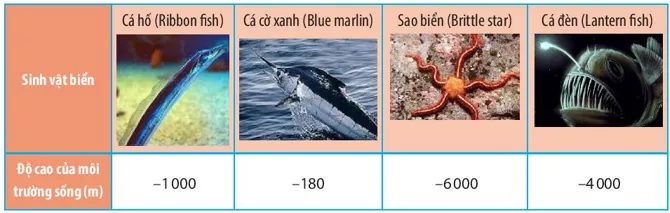 Một số sinh vật biển sống gần mặt nước, trong khi đó một số khác lại sống Van Dung 2 Trang 55 56 Toan Lop 6 Tap 1 Chan Troi