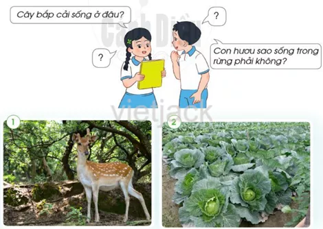Bài 11: Môi trường sống của thực vật và động vật hay nhất Bai 11 Moi Truong Song Cua Thuc Vat Va Dong Vat 2
