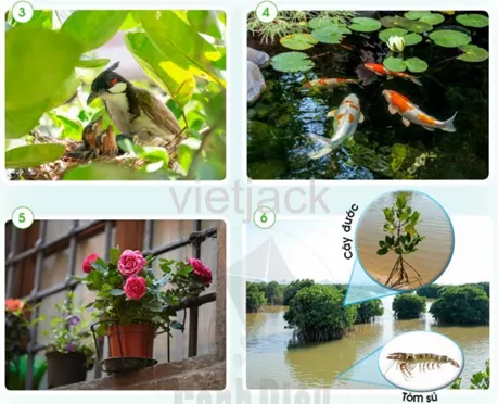 Bài 11: Môi trường sống của thực vật và động vật hay nhất Bai 11 Moi Truong Song Cua Thuc Vat Va Dong Vat 3