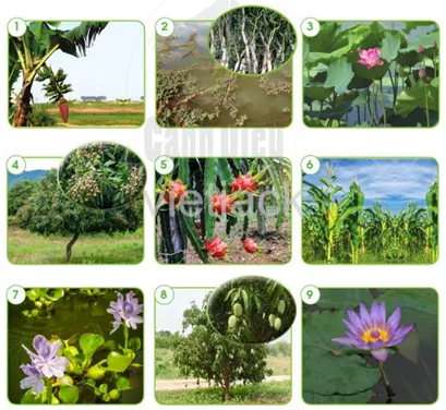 Bài 11: Môi trường sống của thực vật và động vật hay nhất Bai 11 Moi Truong Song Cua Thuc Vat Va Dong Vat 5