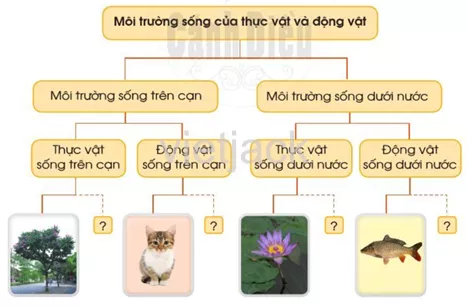 Ôn tập và đánh giá - Chủ đề Thực vật và động vật hay nhất On Tap Va Danh Gia Chu De Thuc Vat Va Dong Vat 1