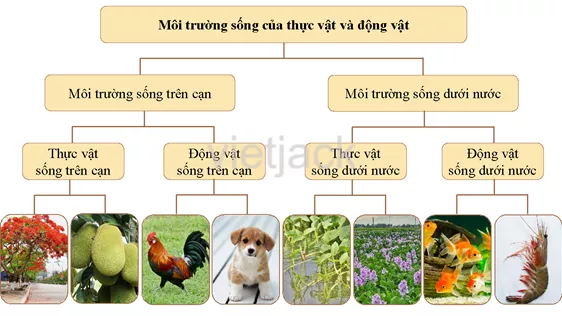 Ôn tập và đánh giá - Chủ đề Thực vật và động vật hay nhất On Tap Va Danh Gia Chu De Thuc Vat Va Dong Vat 2