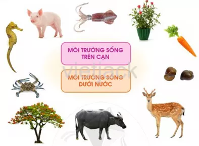 Ôn tập và đánh giá - Chủ đề Thực vật và động vật hay nhất On Tap Va Danh Gia Chu De Thuc Vat Va Dong Vat 3