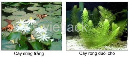 Bài 14: Thực vật sống ở đâu Bai 14 Thuc Vat Song O Dau 39411