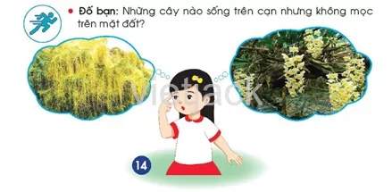 Bài 14: Thực vật sống ở đâu Bai 14 Thuc Vat Song O Dau 39417