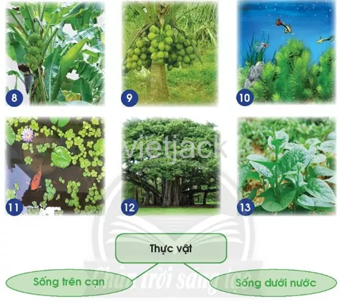 Bài 14: Thực vật sống ở đâu Bai 14 Thuc Vat Song O Dau 39419