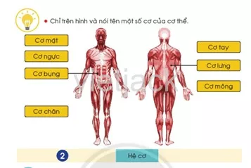 Bài 19: Cơ quan vận động Bai 19 Co Quan Van Dong 39502