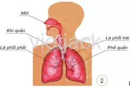 Bài 21: Cơ quan hô hấp Bai 21 Co Quan Ho Hap 39533