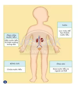 Bài 23: Cơ quan bài tiết nước tiểu Bai 23 Co Quan Bai Tiet Nuoc Tieu 39567