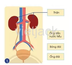 Bài 23: Cơ quan bài tiết nước tiểu Bai 23 Co Quan Bai Tiet Nuoc Tieu 39569