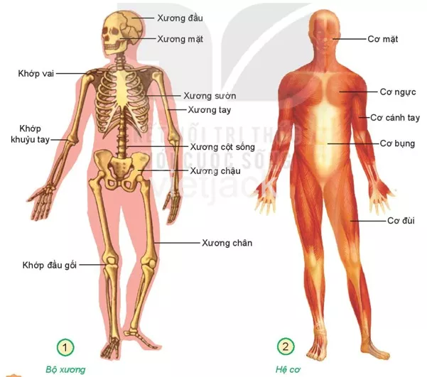 Bài 21: Tìm hiểu cơ quan vận động Bai 21 Tim Hieu Co Quan Van Dong 31342