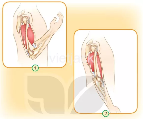 Bài 21: Tìm hiểu cơ quan vận động Bai 21 Tim Hieu Co Quan Van Dong 31354