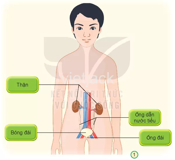 Bài 25: Tìm hiểu cơ quan bài tiết nước tiểu Bai 25 Tim Hieu Co Quan Bai Tiet Nuoc Tieu 31516