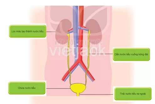 Bài 25: Tìm hiểu cơ quan bài tiết nước tiểu Bai 25 Tim Hieu Co Quan Bai Tiet Nuoc Tieu 31524