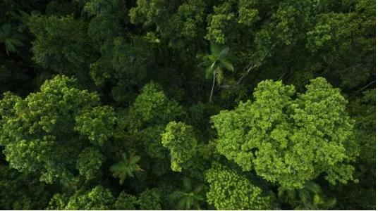 [Năm 2022] Thuyết minh Vai trò của cây cối trong việc bảo vệ môi trường sống xem nhiều nhất Thuyet Minh Vai Tro Cua Cay Coi Trong Viec Bao Ve Moi Truong Song 2