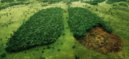 [Năm 2022] Thuyết minh Vai trò của cây cối trong việc bảo vệ môi trường sống xem nhiều nhất Thuyet Minh Vai Tro Cua Cay Coi Trong Viec Bao Ve Moi Truong Song